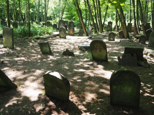 Sprzątanie Cmentarza Żydowskiego - czerwiec 2023 - 04